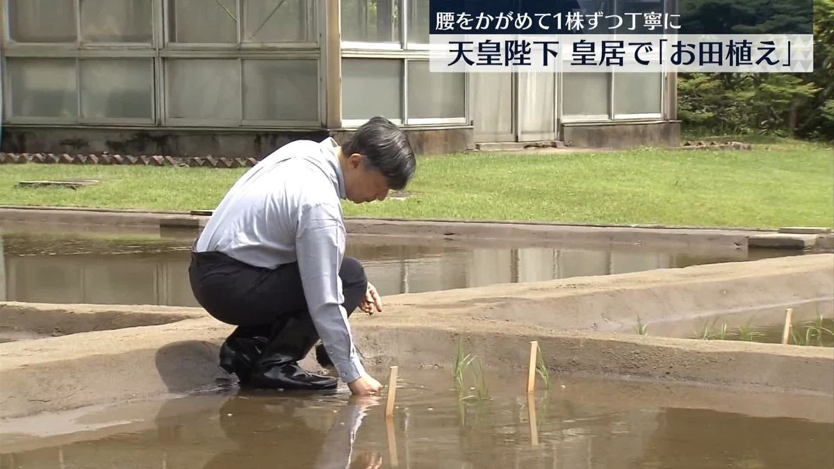 天皇陛下 皇居の水田で恒例の　お田植え